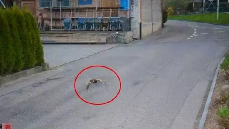 Radar flagra pato voando em alta velocidade na Suíça e intriga autoridades