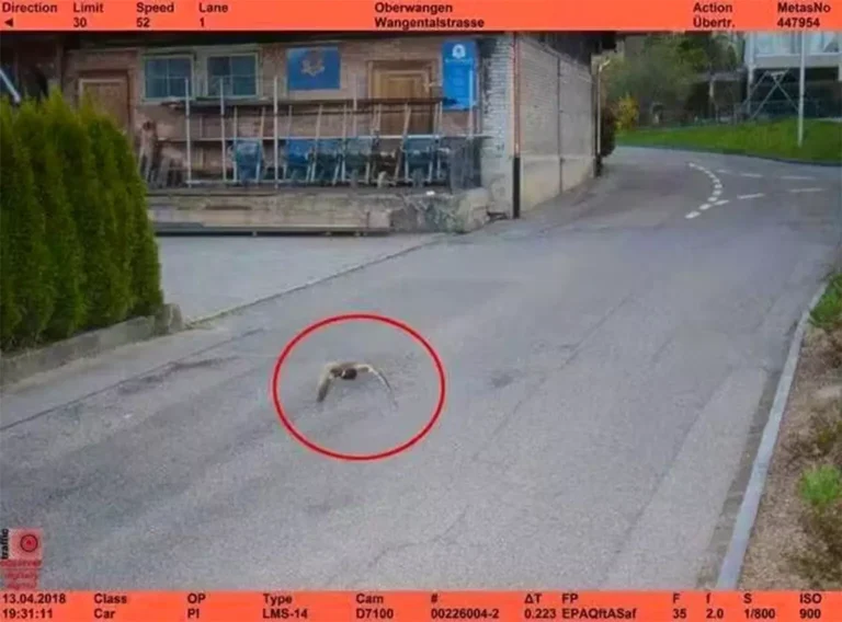 Radar flagra pato voando em alta velocidade na Suíça e intriga autoridades