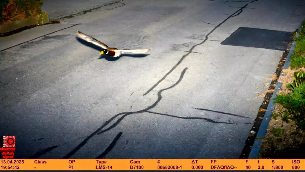 Radar flagra pato voando em alta velocidade na Suíça e intriga autoridades