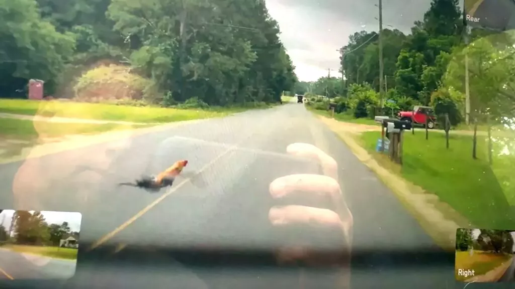 Tesla Cybertruck com FSD ignora galinha na estrada e levanta debate sobre segurança