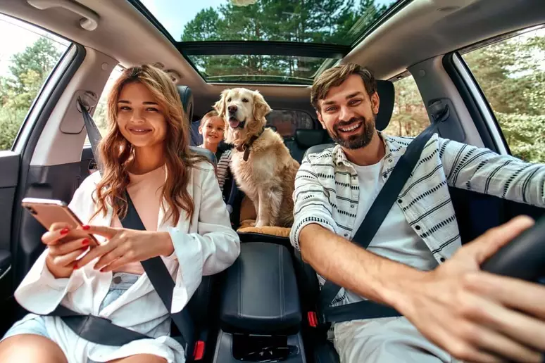 Viajar com pets: o que diz a lei e como garantir a segurança no carro
