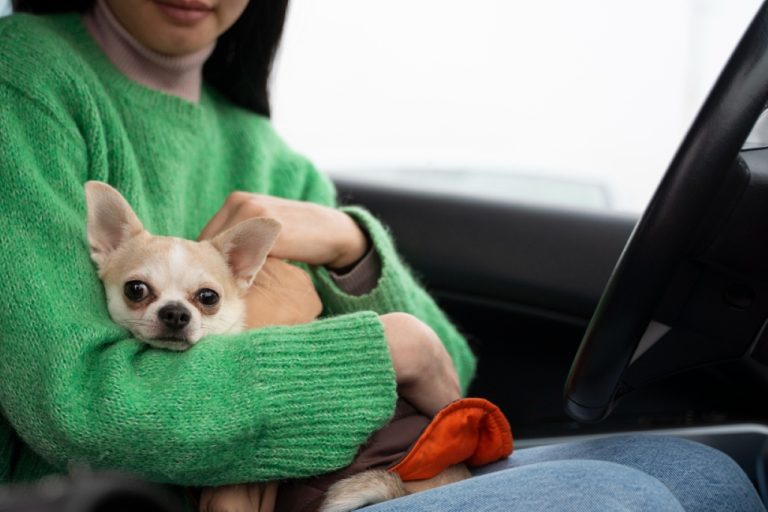 Viajar com pets: o que diz a lei e como garantir a segurança no carro