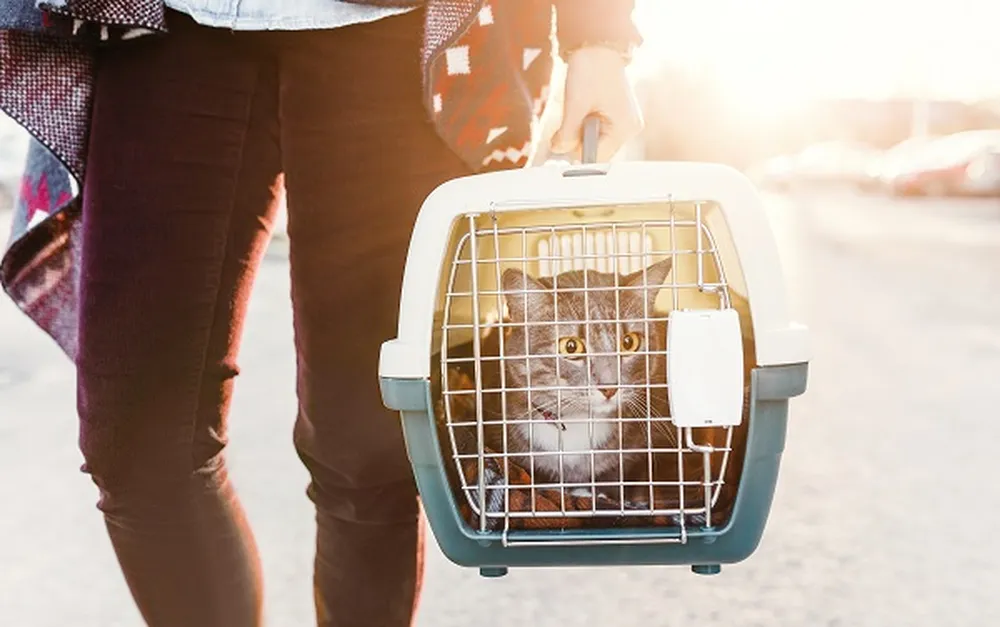 Viajar com pets: o que diz a lei e como garantir a segurança no carro
