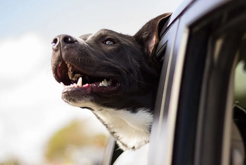 Transporte de animais no carro: o que a lei permite e o que pode gerar multa