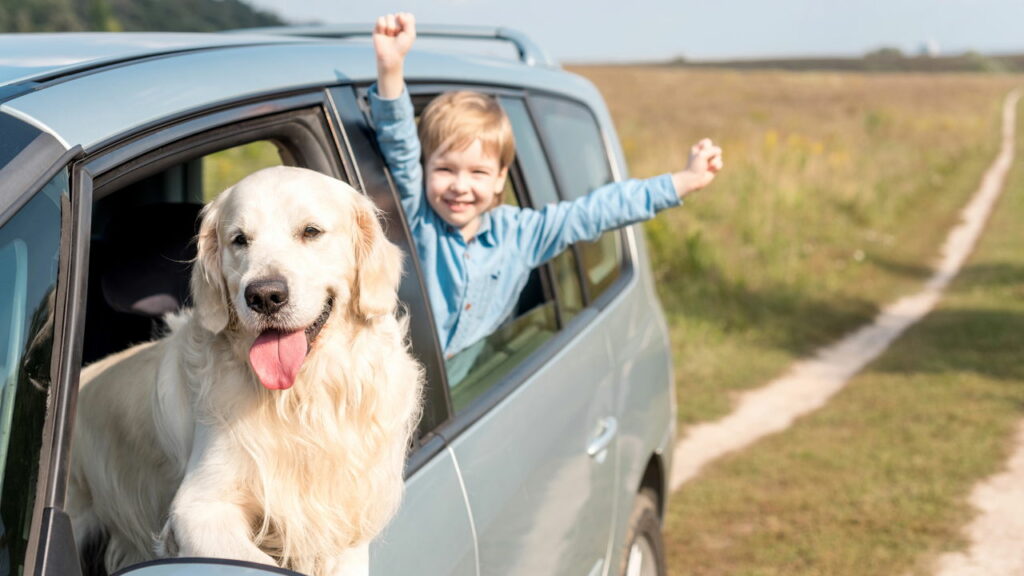 Transporte de animais no carro: o que a lei permite e o que pode gerar multa